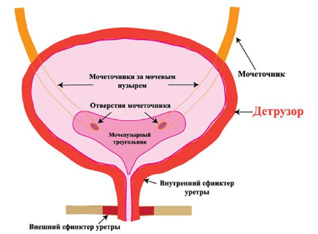 Мочевой пузырь у мужчин и женщин. Строение мочевого пузыря у женщин схема. Детрузор и сфинктер мочевого пузыря. Сфинктер мочевого пузыря строение. Мочевой пузырь строение анатомия рисунок.