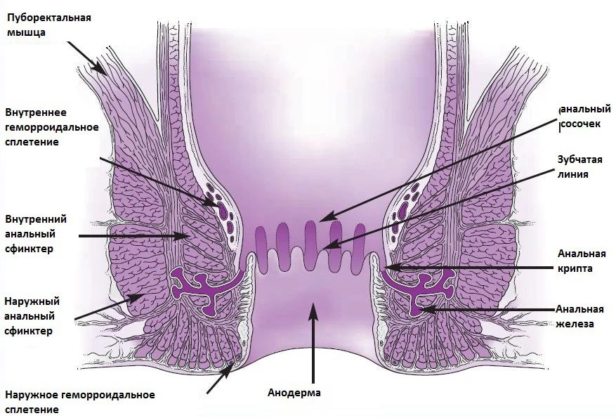 Боли в анусе (в области заднего прохода и прямой кишки)