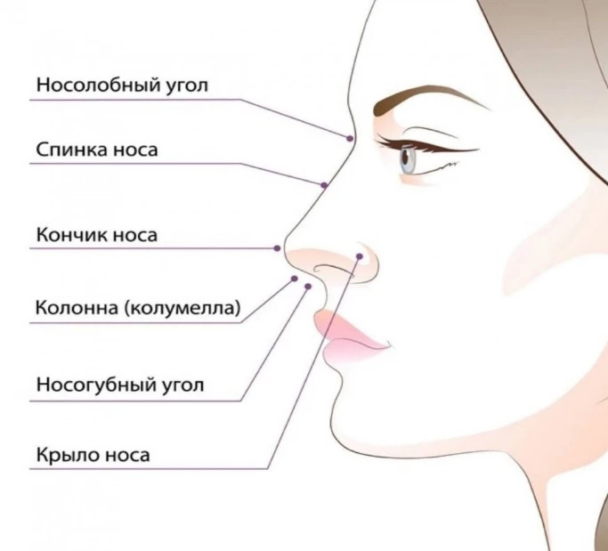 Строение внешнего носа